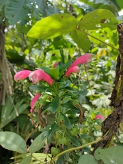 Centropogon cornutus