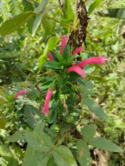 Centropogon cornutus