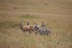 Tragelaphus oryx pattersonianus