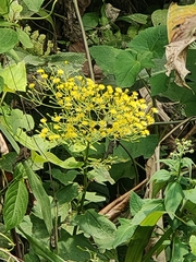 Dendrophorbium