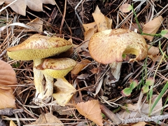 Suillus flavidus