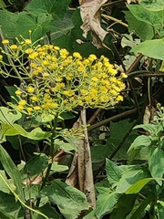 Dendrophorbium