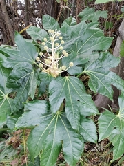 Fatsia japonica