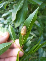 Agapophyta bipunctata