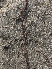 Rhodophyta