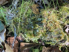 Cladonia chlorophaea