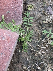 Lepidium didymum