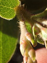 Arctostaphylos refugioensis