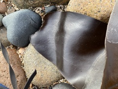 Laminaria digitata