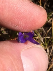 Gentianopsis simplex