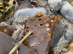 Laminaria digitata