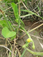 Limnocharis
