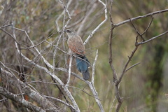 Centropus superciliosus