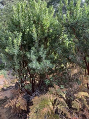Arctostaphylos regismontana