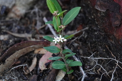 Leichhardtia suaveolens