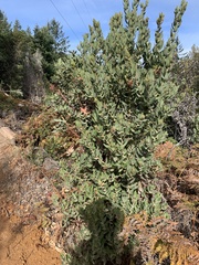 Arctostaphylos regismontana