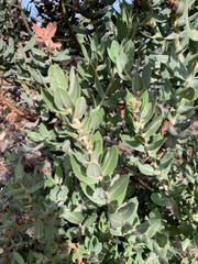 Arctostaphylos regismontana