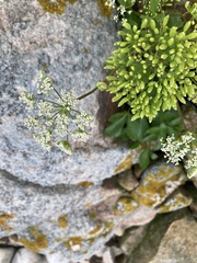 Ligusticum scothicum
