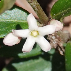 Leichhardtia suaveolens