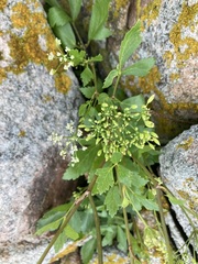 Ligusticum scothicum