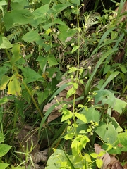 Galinsoga parviflora