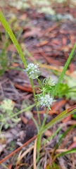 Eryngium aromaticum