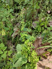 Galinsoga parviflora