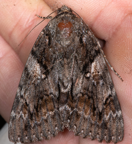 Aholibah Underwing Moth photo 6