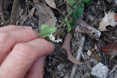 Leichhardtia suaveolens