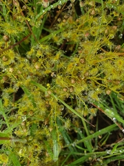 Drosera