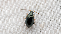 Aphthona
