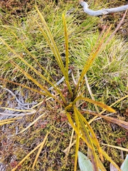 Aciphylla trifoliolata