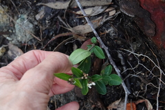 Leichhardtia suaveolens