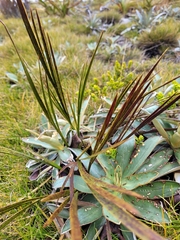 Aciphylla trifoliolata