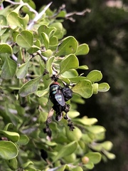 Chrysomya rufifacies