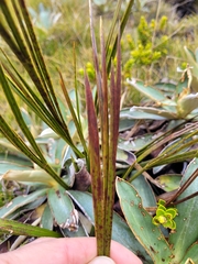 Aciphylla trifoliolata