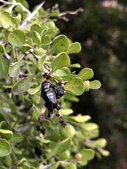 Chrysomya rufifacies