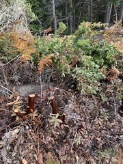 Arctostaphylos regismontana