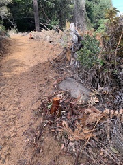 Arctostaphylos regismontana