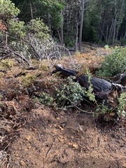 Arctostaphylos regismontana