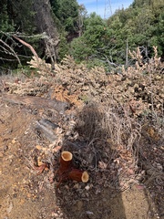 Arctostaphylos regismontana