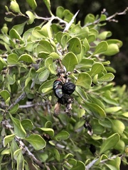 Chrysomya rufifacies