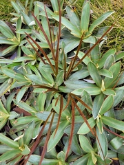 Aciphylla trifoliolata