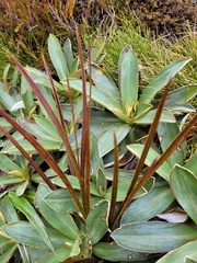 Aciphylla trifoliolata
