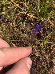 Gentianopsis simplex