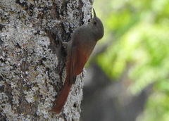 Sittasomus griseicapillus