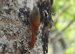 Sittasomus griseicapillus