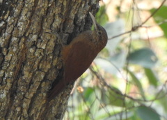 Dendrocolaptes picumnus