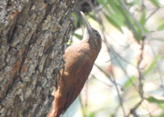 Dendrocolaptes picumnus