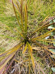 Aciphylla trifoliolata
